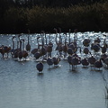 Au parc ornithologique de Pont-de-Gau 3